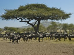 Seronera_and_Lobo2003-008